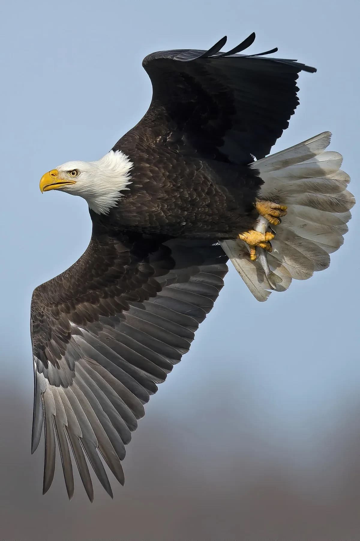 A bald eagle in flight, the American symbol used by SOAR.